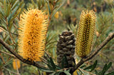 Banksia canei