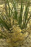 Lomandra multiflora