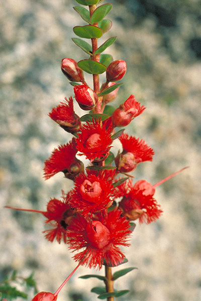 Verticordia grandis - Scarlet Featherflower (Photo: Brian Walters)