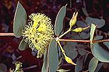 Eucalyptus gillii