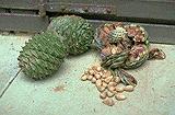 Bunya cone and nuts
