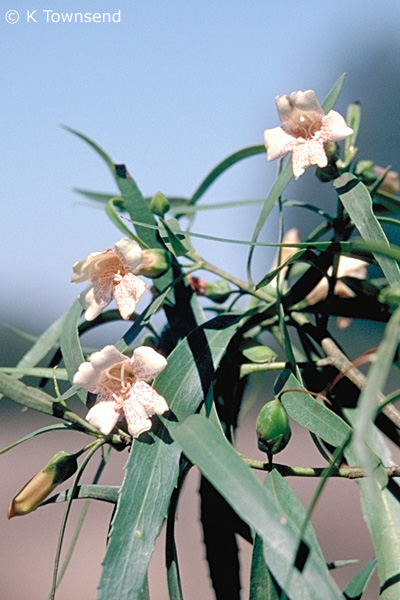 Eremophila bignoniflora