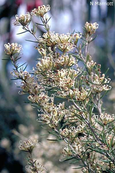 Grevillea australis