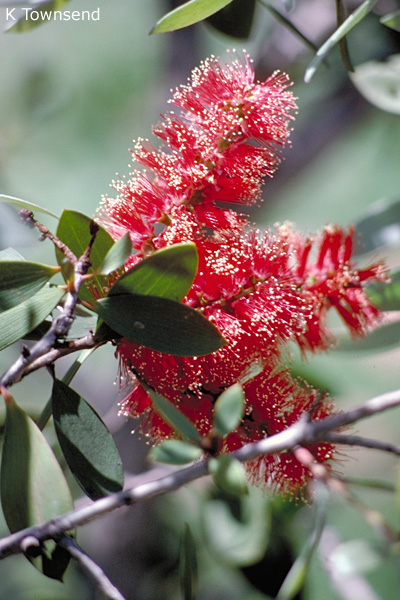 Melaleuca viridiflora (red form)