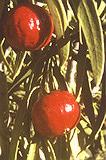 Santalum acuminatum - fruit