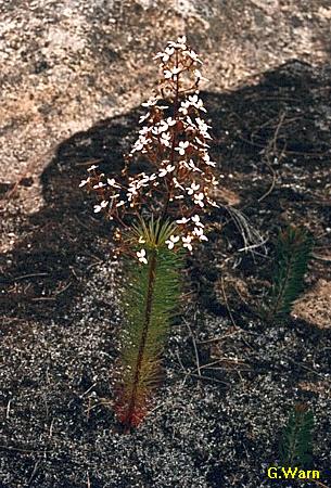 Stylidium laricifolium