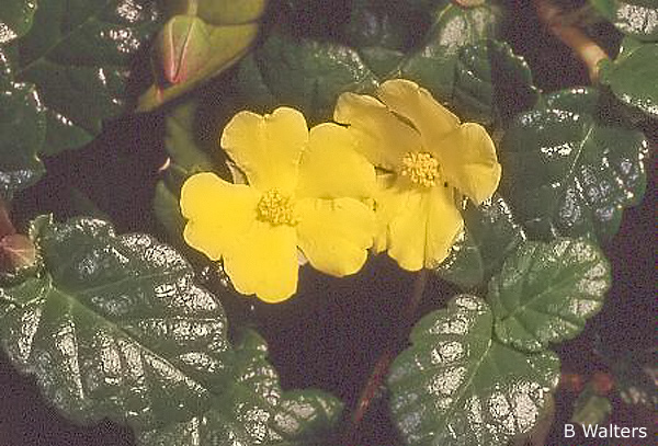 Hibbertia grossulariifolia