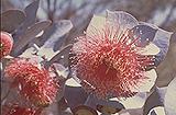 Eucalyptus rhodantha
