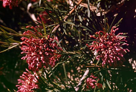 Grevillea confertifolia