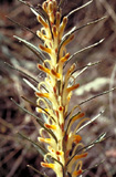 Adenanthos detmoldii