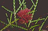 Regelia cymbifolia