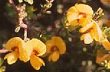 Pultenaea parviflora