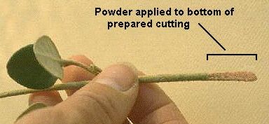 Hormone powder applied to a cutting