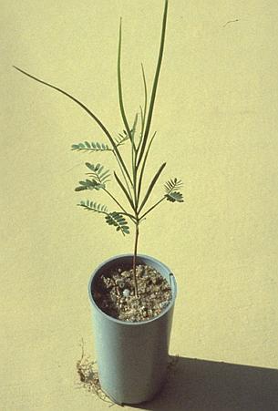 An Acacia Seedling