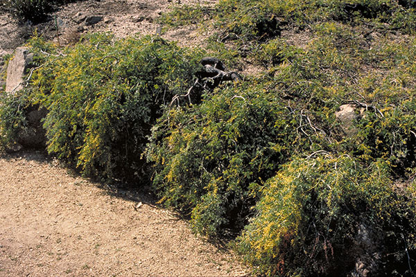 Acacia spectabilis - prostrate