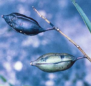 Cymbidium suave - seed capsules