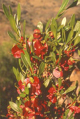 Dodonaea viscosa subsp.spathulata