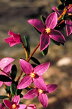 Boronia ledifolia