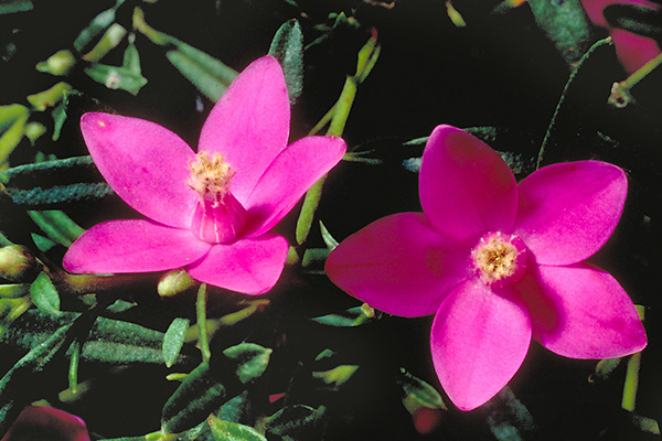 Crowea exalata pink form (Photo: Brian Walters)