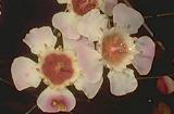 Chamelaucium uncinatum 'Pink'