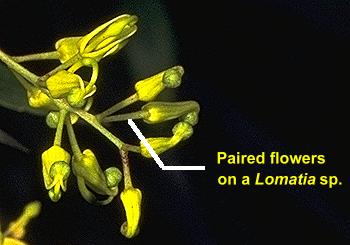 Lomatia sp.