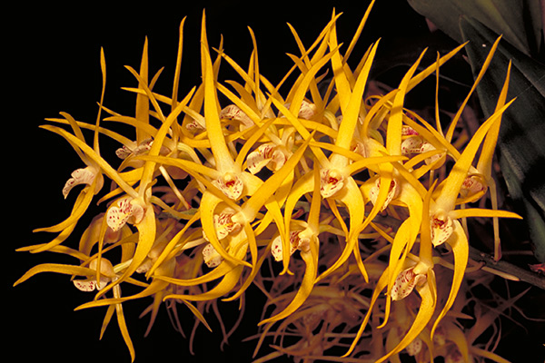 Dendrobium 'Hilda Poxon'