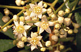 Ceratopetalum gummiferum flowers