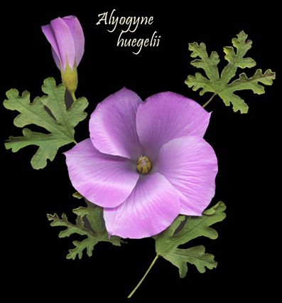 Purple Hibiscus 30 Seeds Alyogyne huegeli 