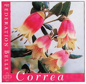 Correa 'Federation Belle'