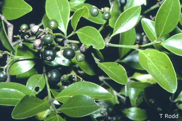 Canthium buxifolium