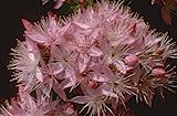 Calytrix tetragona - pink