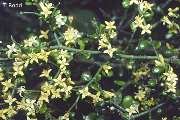 Canthium vacciniifolium