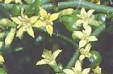 Canthium vacciniifolium