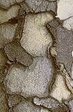 Flindersia maculosa