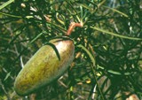 Leichhardtia australis
