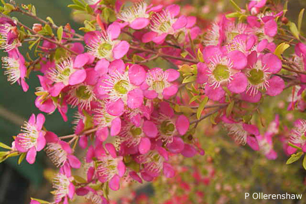 Leptospermum 'Tickled Pink'