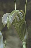 Pterostylis grandiflora