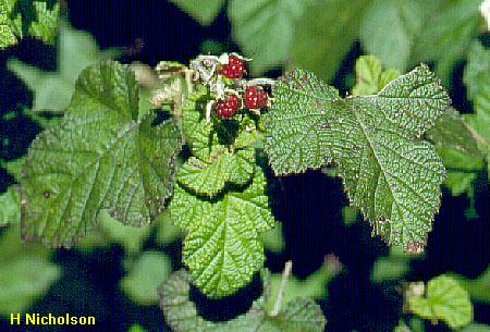 Rubus moluccanus var. trilobus