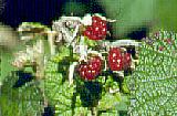 Rubus moluccanus var. trilobus