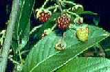 Rubus nebulosus