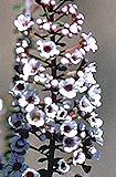 Scholtzia uberiflora