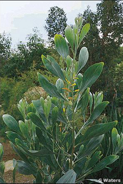 Acacia cowleana