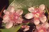 Archirhodomyrtus beckleri