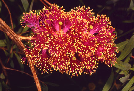 Melaleuca fulgens hybrid