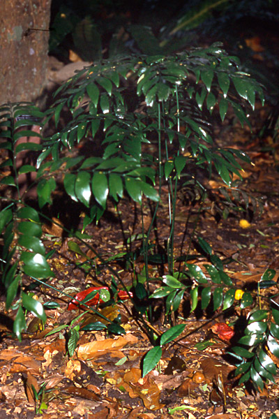Bowenia serrulata - Byfield Fern (Photo: Brian Walters)