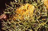 Isopogon ceratophyllus