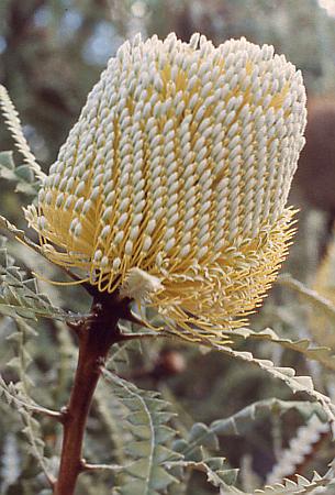 Banksia speciosa
