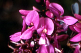 Indigofera australis