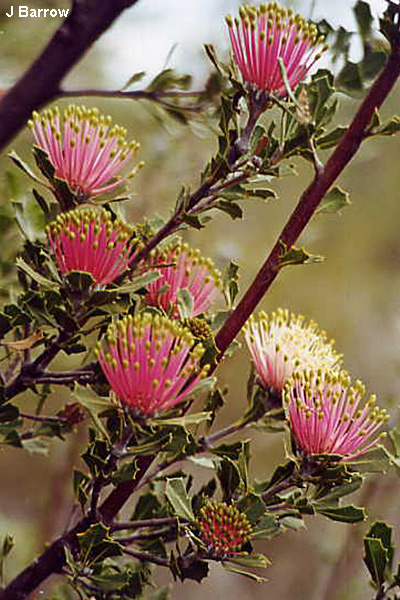 Banksia cunetata