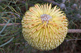 Banksia leptophylla